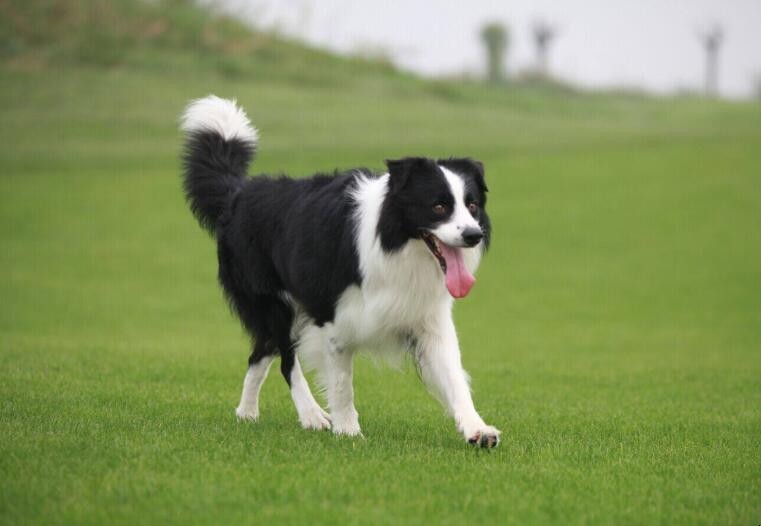 边牧犬