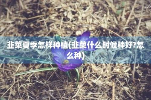 韭菜夏季怎样种植(韭菜什么时候种好?怎么种)