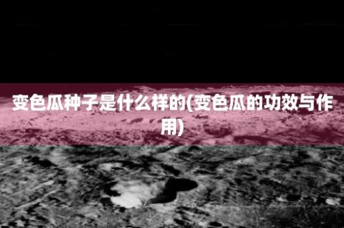 变色瓜种子是什么样的(变色瓜的功效与作用)