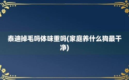 泰迪掉毛吗体味重吗(家庭养什么狗最干净)