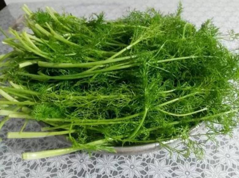 茴香的种植方法