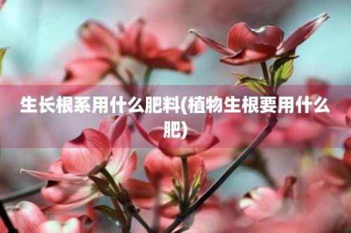 生长根系用什么肥料(植物生根要用什么肥)