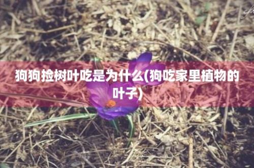 狗狗捡树叶吃是为什么(狗吃家里植物的叶子)