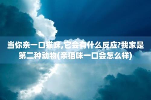 当你亲一口猫咪,它会有什么反应?我家是第二种动物(亲猫咪一口会怎么样)