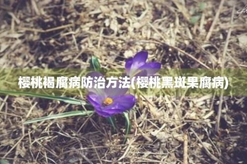 樱桃褐腐病防治方法(樱桃黑斑果腐病)