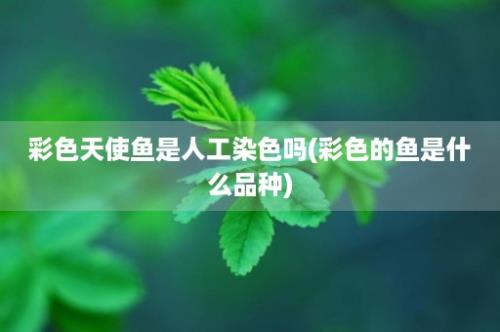 彩色天使鱼是人工染色吗(彩色的鱼是什么品种)