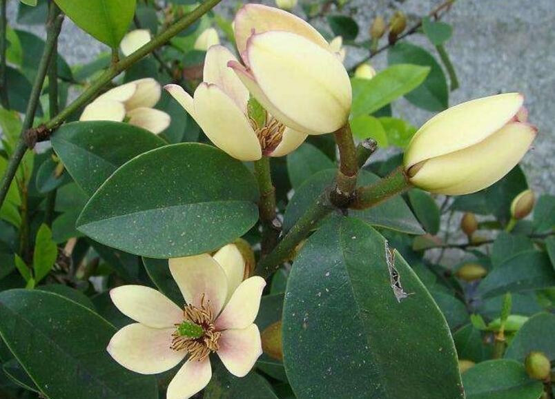 含笑花
