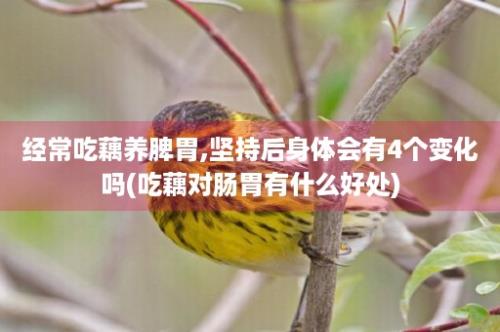 经常吃藕养脾胃,坚持后身体会有4个变化吗(吃藕对肠胃有什么好处)