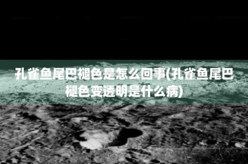 孔雀鱼尾巴褪色是怎么回事(孔雀鱼尾巴褪色变透明是什么病)