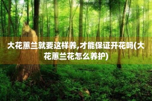 大花蕙兰就要这样养,才能保证开花吗(大花蕙兰花怎么养护)