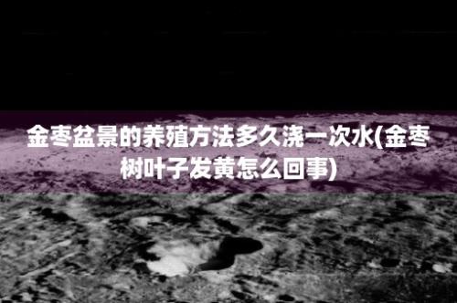 金枣盆景的养殖方法多久浇一次水(金枣树叶子发黄怎么回事)