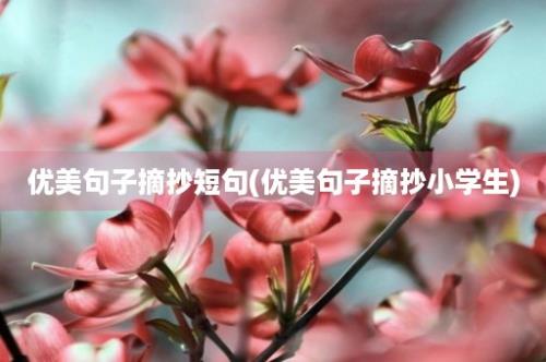 优美句子摘抄短句(优美句子摘抄小学生)