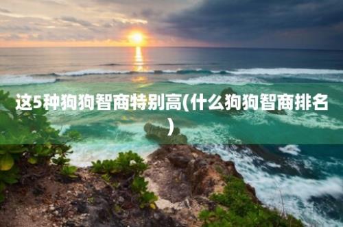 这5种狗狗智商特别高(什么狗狗智商排名)