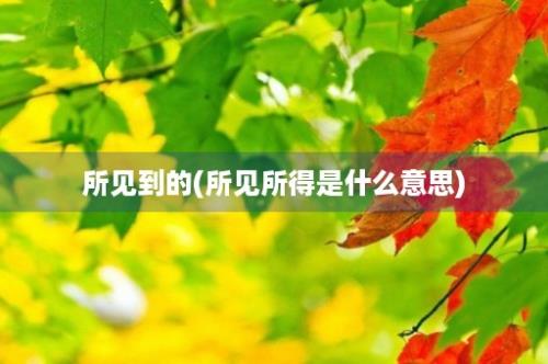 所见到的(所见所得是什么意思)