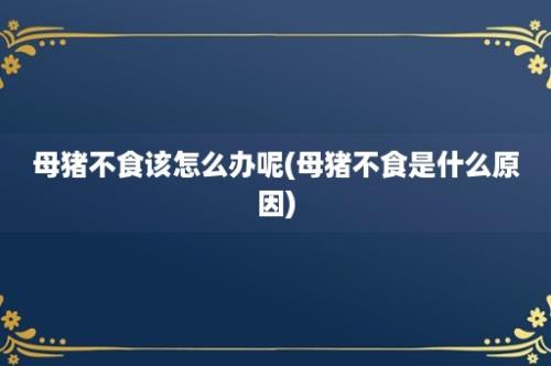 母猪不食该怎么办呢(母猪不食是什么原因)