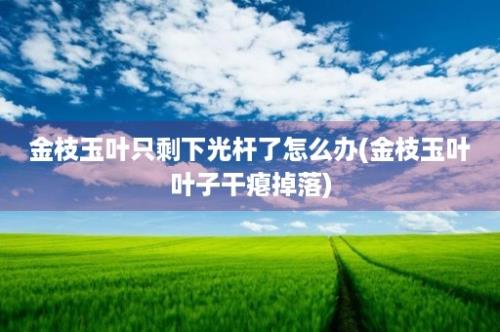 金枝玉叶只剩下光杆了怎么办(金枝玉叶叶子干瘪掉落)