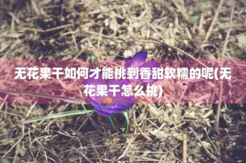 无花果干如何才能挑到香甜软糯的呢(无花果干怎么挑)