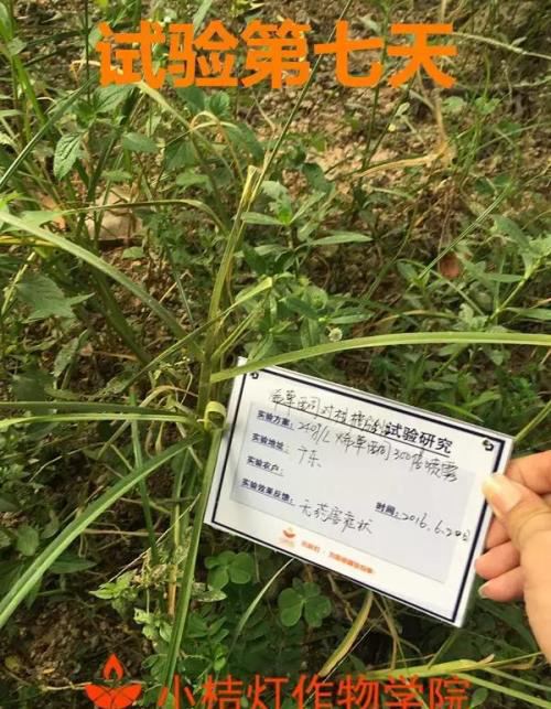 百草枯被禁了，柑橘园除草，烯草酮可以用吗？