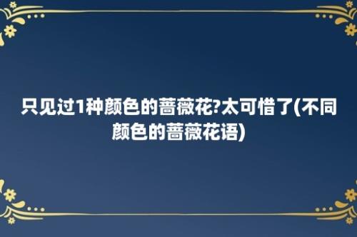 只见过1种颜色的蔷薇花?太可惜了(不同颜色的蔷薇花语)