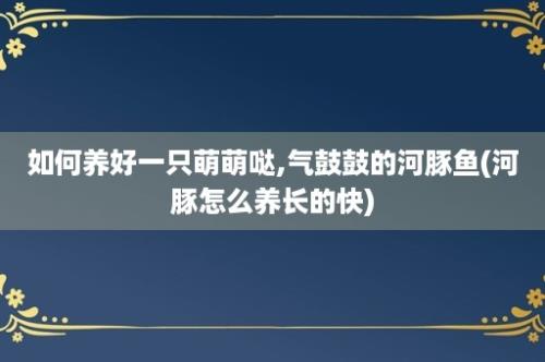 如何养好一只萌萌哒,气鼓鼓的河豚鱼(河豚怎么养长的快)