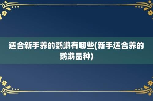 适合新手养的鹦鹉有哪些(新手适合养的鹦鹉品种)