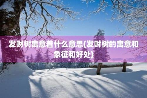 发财树寓意着什么意思(发财树的寓意和象征和好处)