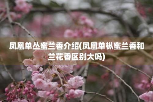 凤凰单丛蜜兰香介绍(凤凰单枞蜜兰香和兰花香区别大吗)