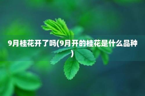 9月桂花开了吗(9月开的桂花是什么品种)