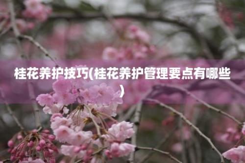 桂花养护技巧(桂花养护管理要点有哪些)