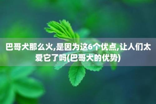 巴哥犬那么火,是因为这6个优点,让人们太爱它了吗(巴哥犬的优势)