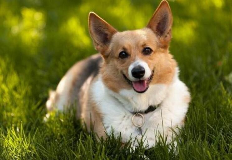 狗狗