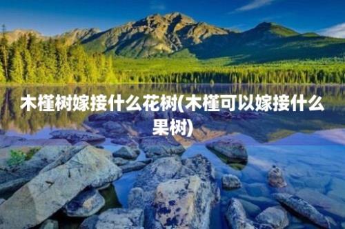 木槿树嫁接什么花树(木槿可以嫁接什么果树)