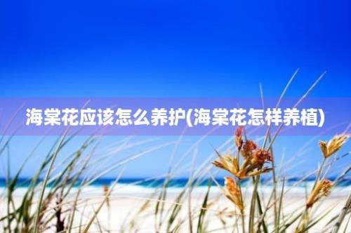 海棠花应该怎么养护(海棠花怎样养植)