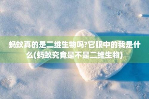 蚂蚁真的是二维生物吗?它眼中的我是什么(蚂蚁究竟是不是二维生物)