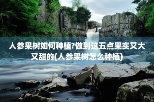 人参果树如何种植?做到这五点果实又大又甜的(人参果树怎么种植)