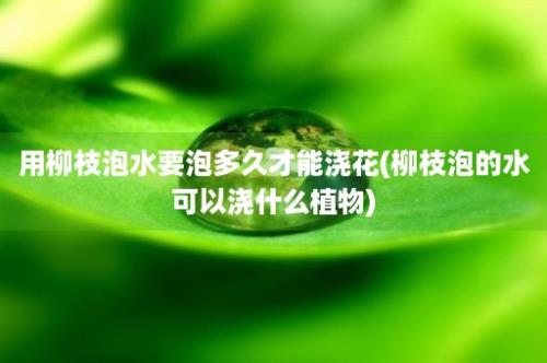 用柳枝泡水要泡多久才能浇花(柳枝泡的水可以浇什么植物)