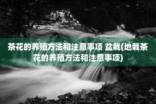 茶花的养殖方法和注意事项 盆栽(地栽茶花的养殖方法和注意事项)