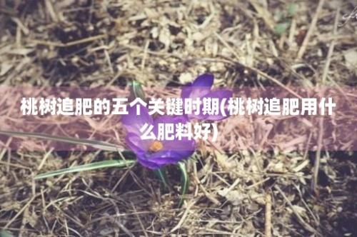 桃树追肥的五个关键时期(桃树追肥用什么肥料好)