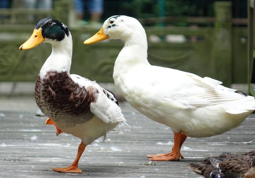 鸭子的寿命是多久