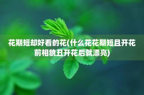 花期短却好看的花(什么花花期短且开花前相貌丑开花后就漂亮)