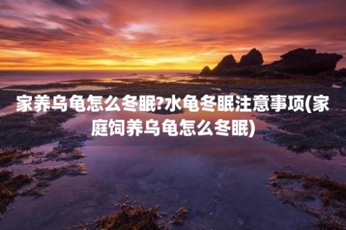 家养乌龟怎么冬眠?水龟冬眠注意事项(家庭饲养乌龟怎么冬眠)