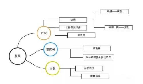 红色预警！柑橘裂果高峰期提前到来，四招让您避免“柑裂果笑”