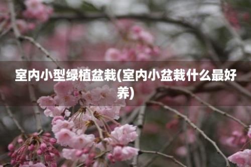 室内小型绿植盆栽(室内小盆栽什么最好养)