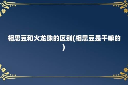 相思豆和火龙珠的区别(相思豆是干嘛的)