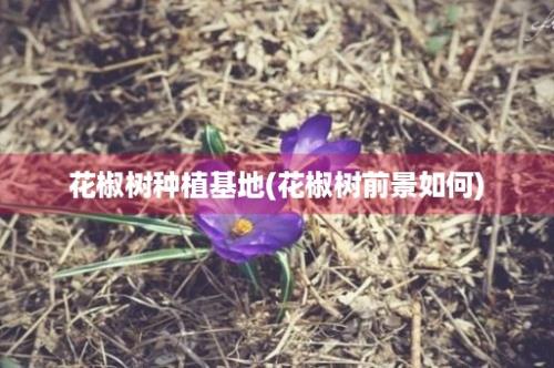 花椒树种植基地(花椒树前景如何)