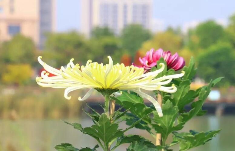 又双叒叕怎么读