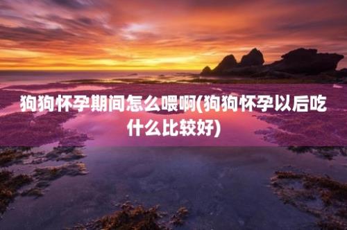 狗狗怀孕期间怎么喂啊(狗狗怀孕以后吃什么比较好)