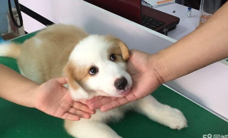 狗狗打完疫苗眼睛肿了怎么回事