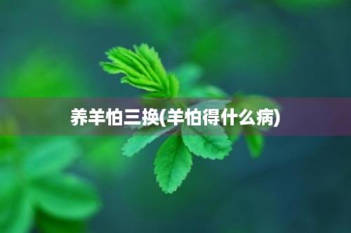 养羊怕三换(羊怕得什么病)