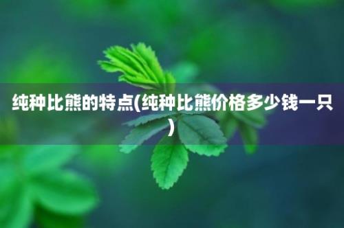 纯种比熊的特点(纯种比熊价格多少钱一只)